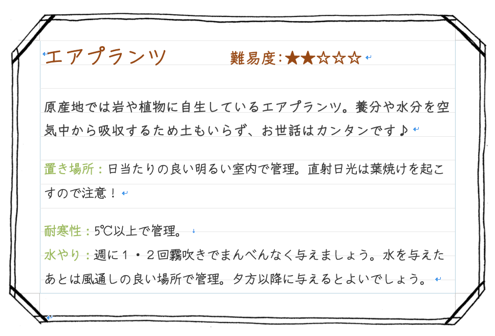 エアプランツ 名古屋の花屋tooka トーカ フラワーショップ大須